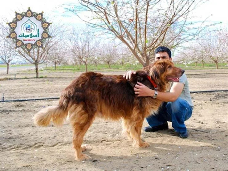 نگه داري سگ در منزل بدون ضرورت؟ 5 2H 5016