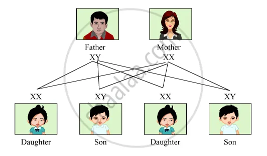 د جنس ټاکل (Sex Determination) یواځې د نر مسئولیت دی!؟ 5 2H 12131