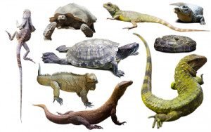 څښیدونکي یا خزندهګان (Reptilian) 5 2H 21660