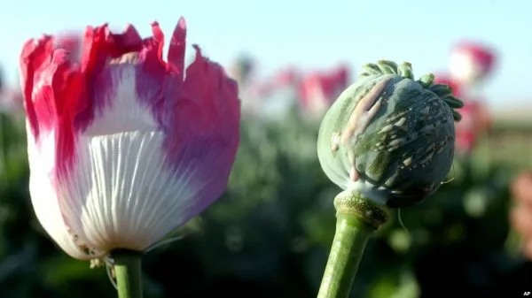 د نشیي توکو له قاچاق او تجارت څخه په ترلاسه شويو پيسو يې واده کړی، آيا نكاح يې درسته ده؟ 1 2H 23682