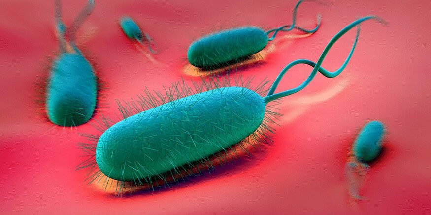 pylori H څنګه د معدې ټپ رامنځته کوي؟ 7 46 42614