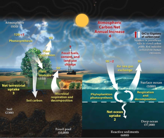 carbon cycle د کاربن دوران