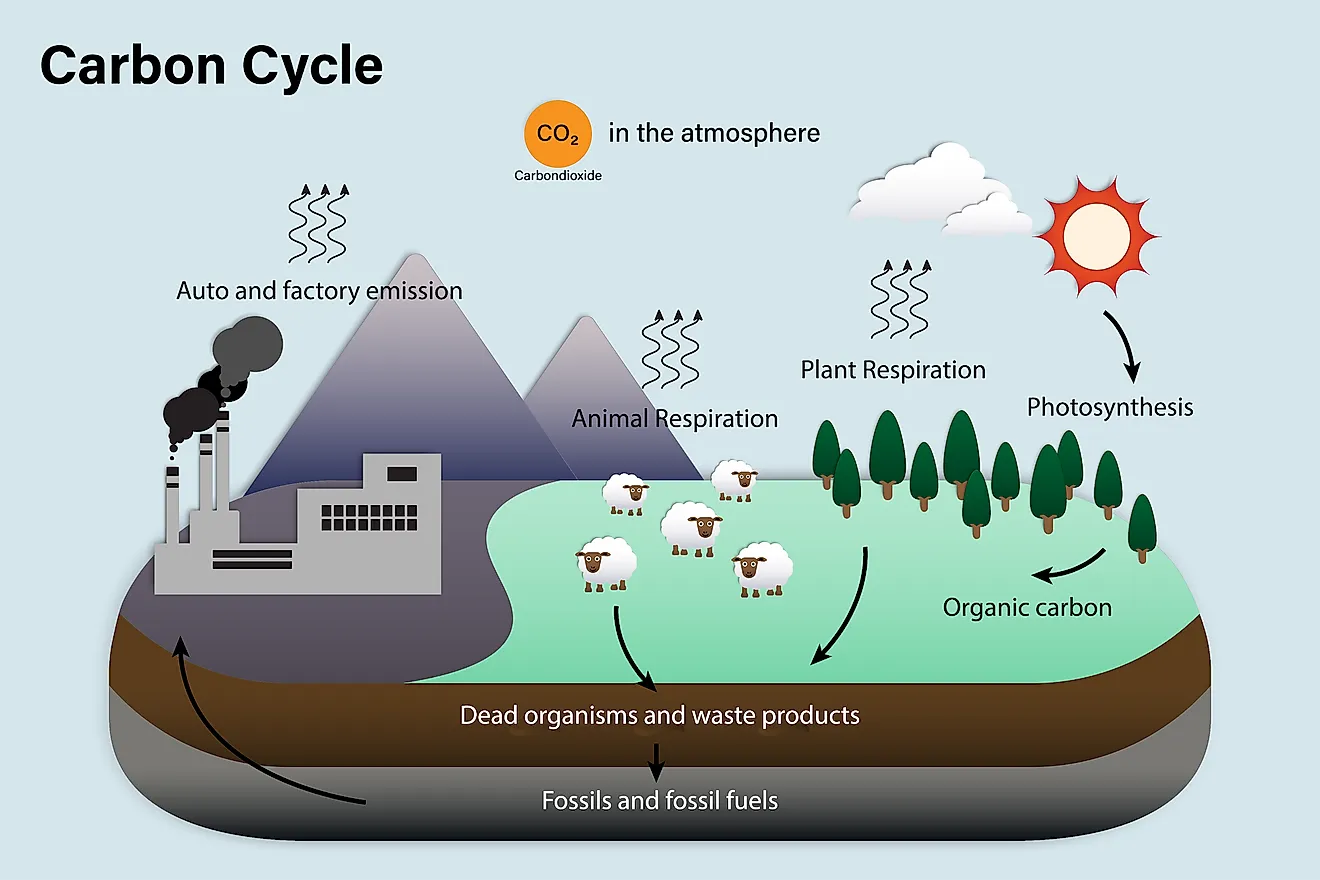 carbon cycle