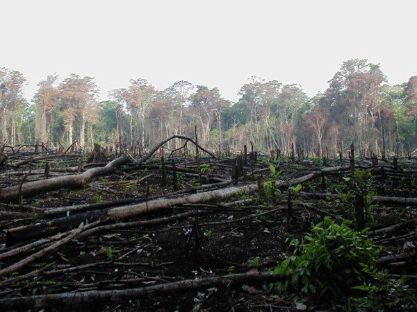 jungle burned for Agriculture